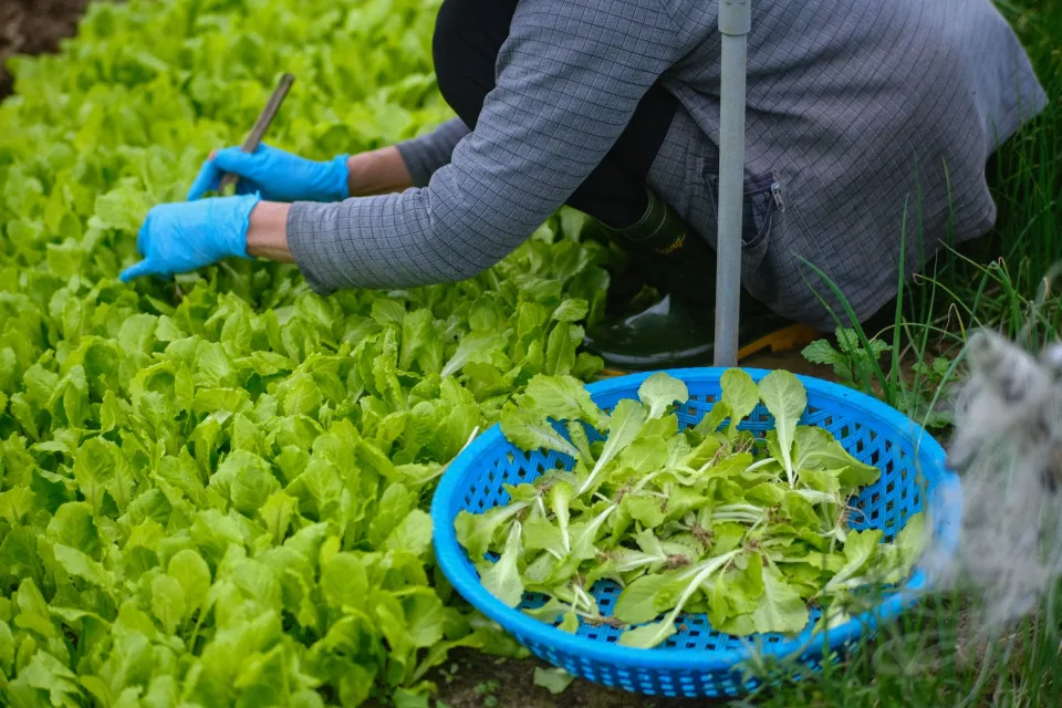 Vườn rau của Trang Trại Trảng Trầm